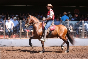 Começa amanhã a 38ª Exposição Nacional do Cavalo Mangalarga Marchador, em Belo Horizonte