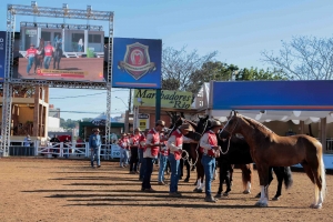 Belo Horizonte recebe 38ª Exposição Nacional do Cavalo Mangalarga Marchador