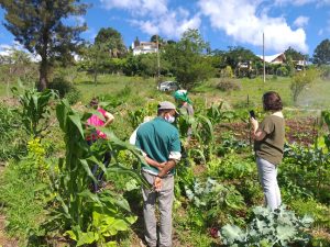 Projeto de agrofloresta é implantado em Brumadinho (MG) e beneficia pessoas da comunidade local