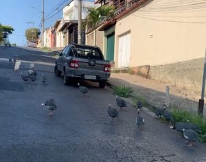 ‘Passeio’ de galinhas para trânsito em Belo Horizonte; VÍDEO