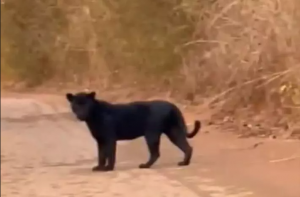 Este é um vídeo falso que mostra uma onça-pintada falsa na região de Várzea das Flores, em Betim