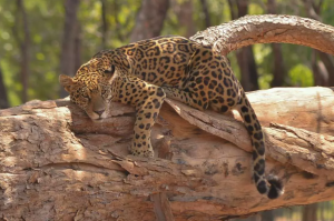 Onças pintadas e lagartos morrem no Zoológico de Belo Horizonte