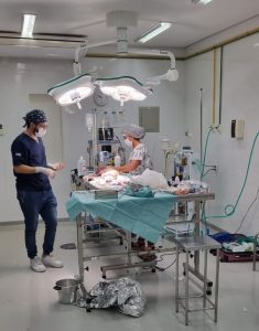 Equipes do UniBH realizam mais de 250 cirurgias do Hospital Público Veterinário