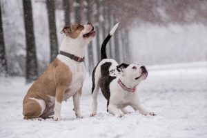 O que fazer com os pets no período de frio intenso?