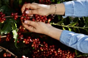 Cafés Especiais do Cerrado Mineiro: Guima Café terá episódio em websérie sobre região produtora e os cafeicultores premiados de Minas Gerais