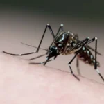 Teste diagnóstico ajuda diferenciar a febre do Oropouche da dengue